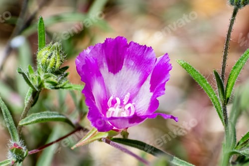 Preview: Williamson's Clarkia (Clarkia williamsonii) wildflower