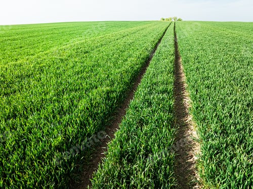 Preview: Aerial view of green field of wheat in spring, Poland.