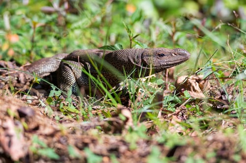 Preview: Bengal monitor or Varanus bengalensis in grass