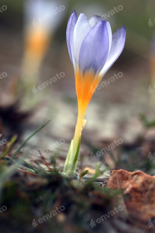 Preview: Crocus Flowers In Spring