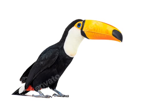 Preview: Toucan toco, Ramphastos toco, isolated on white