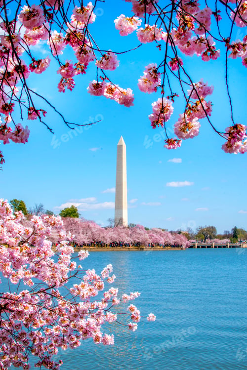Preview: Washington Monument surrounded by cherry blossoms