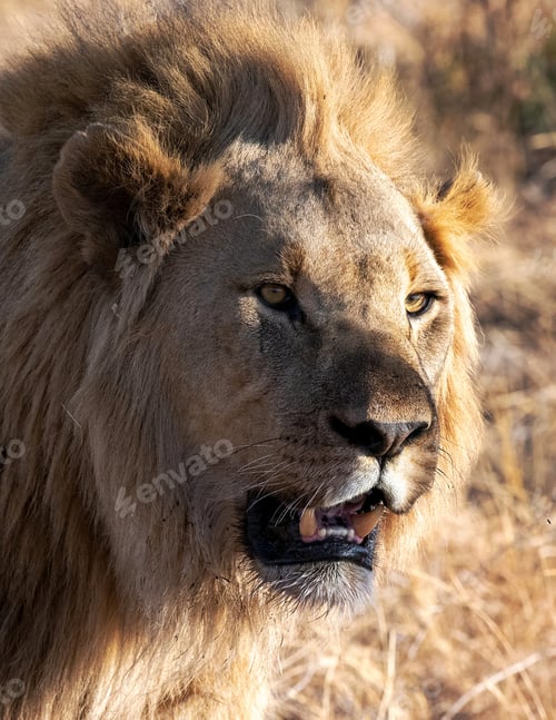 Preview: A Beautiful wildlife in the World