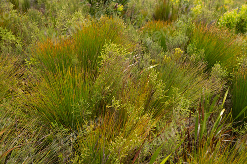 Preview: Close up shot of south african fynbos bush