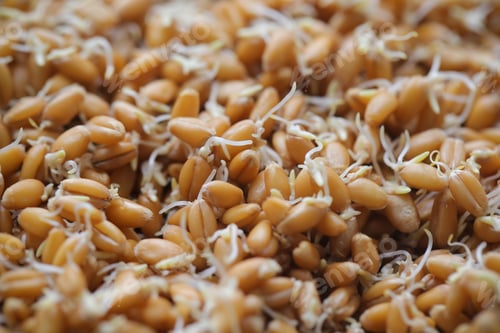 Preview: Wheat For Germination Dry, Lying On The Table