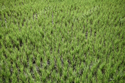 Preview: Green paddy rice field growing in plantation