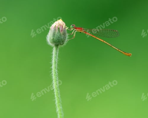 Preview: a beautiful damselfly