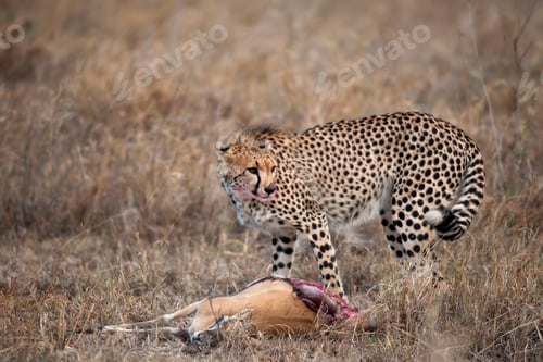 Preview: Cheetah with prey, Serengeti National Park, Tanzania, Africa
