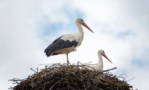 Preview: Storks in the nest