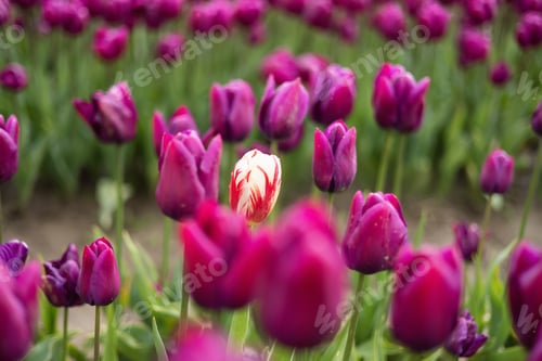 Preview: Tulip Flower Field. Close Up Nature Background.