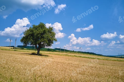 Preview: Aerial landscape view of one green tree growing between cultivated yellow agricultural fields with