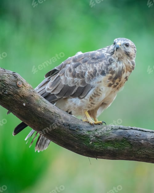 Preview: Buzzard perched on a tree branch