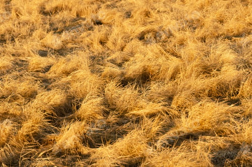 Preview: Close-up shot of a dry, golden grass filled illuminated by warm sunlight