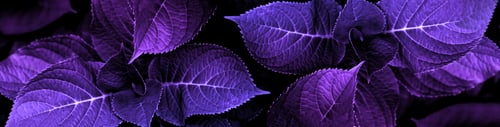 Preview: natural abstraction background banner leaves neon colors