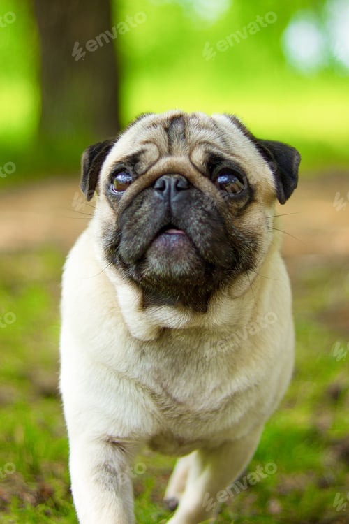 Preview: Pug, portrait. Pug dog playing outdoors. Portrait of beautiful male Pug puppy dog.