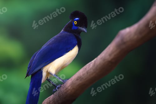 Preview: Plush-crested Jay bird (Cyanocorax chrysops)