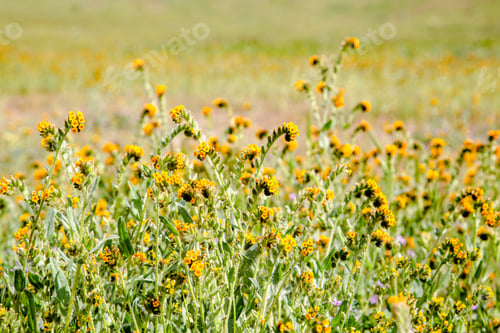 Preview: Wildflowers blooming on the Carrizo Plains