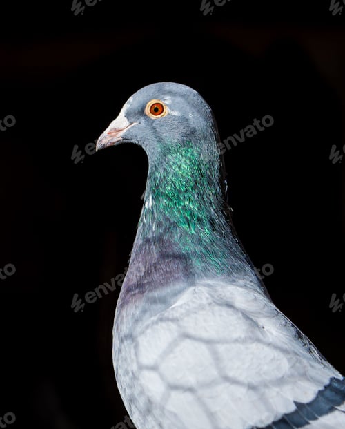 Preview: Close-up of a pigeon with iridescent plumage against a blurred background
