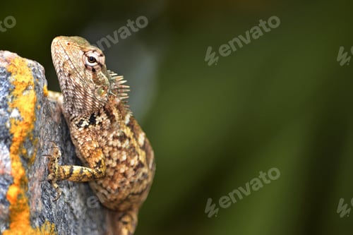 Preview: chameleon, reptile, pet, coloured, colours