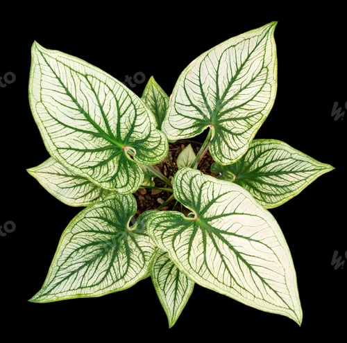 Preview: Beautiful colorful caladium on Black background isolate with clipping path. Queen