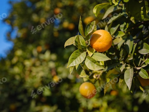 Preview: travel to turkey, old town antalya kaleci