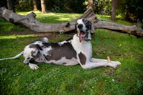 Preview: Dog chewing stick in park holding with paws