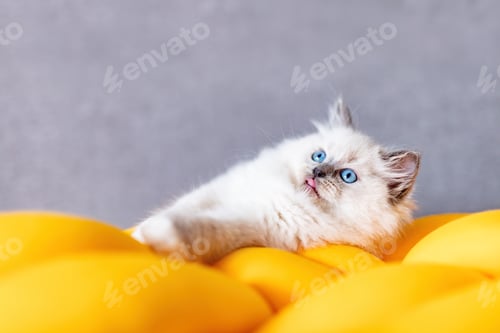 Preview: Ragdoll cat small kitten at home