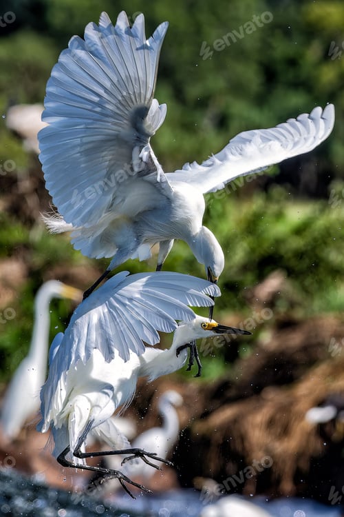 Preview: Egrets fighting in the sky, silhouetted against the backdrop of a group of trees and shrubs below