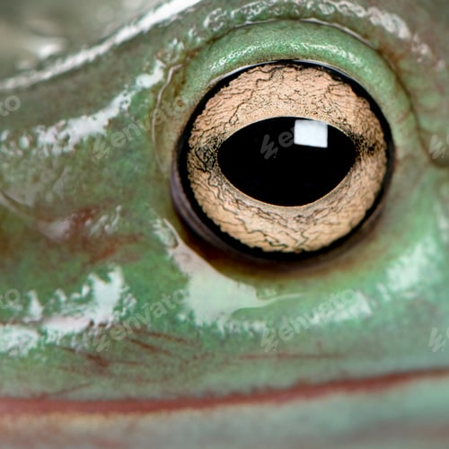 Preview: Close-up of Australian Green Tree Frog, Litoria caerulea