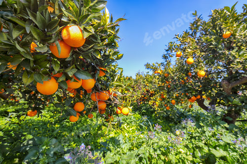 Preview: Ripe oranges on tree in orange garden.