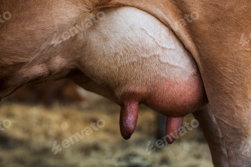 Preview: Close up of the udder of a Guernsey cow.