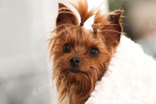 Preview: Adorable Yorkshire terrier under plaid. Happy dog