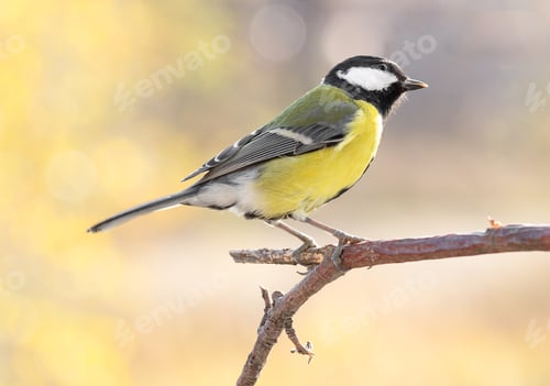 Preview: Great tit on branch on blurred background