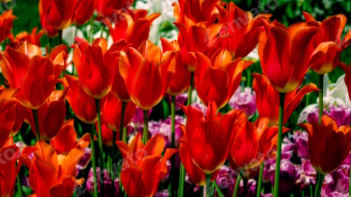 Preview: Tulips, petal, lovely, wallpaper, background