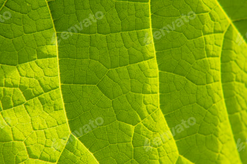 Preview: green leaf texture macro