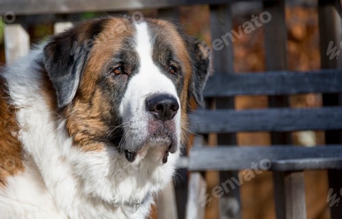 Preview: A close up of a large, Saint Bernard dog in the sunshine.
