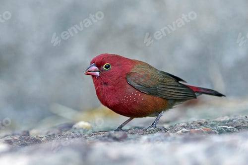 Preview: Red-billed firefinch (Lagonosticta senegala)