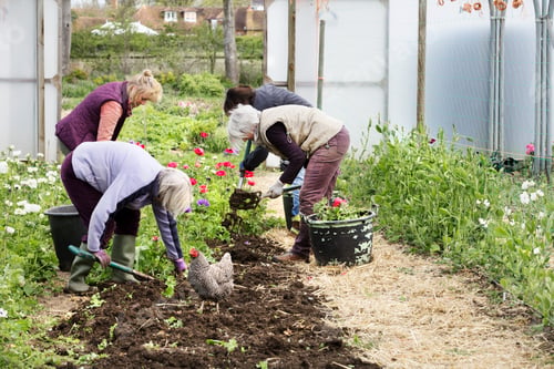 Preview: Four people, women working in a poly tunnel clearing plants from the soil.