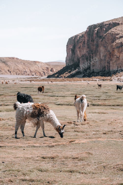 Preview: Photo of Lamas in South America during Salt Flat Uyuni tour