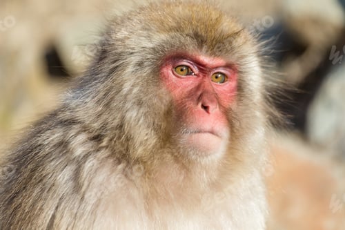 Preview: Monkey close up
