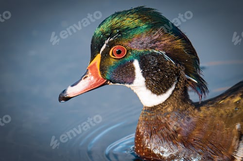 Preview: Closeup of a vibrant duck swimming in the water.