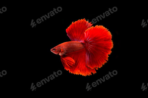Preview: Beautiful colorful of siamese betta fish