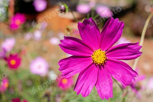 Preview: Cosmos flower in close up garden