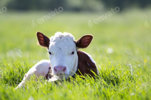 Preview: Close-up of white and brown calf