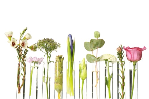 Preview: Different plants in test tubes on white background