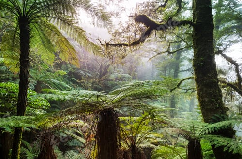 Preview: New Zealand forest