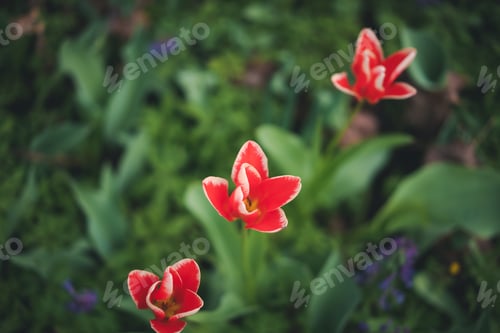 Preview: Red bright beautiful tulips in green grass