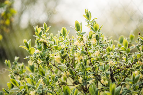 Preview: Young Spring Green Leaf Leaves And Unblown Buds Of Honeysuckles, Lonicera Growing In Vegetable