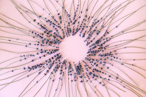 Preview: Dried lavender isolated on pink background arranged in circular motion. Spa and relaxation concept.