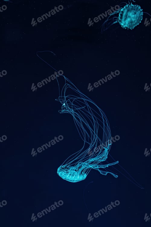 Preview: Macro shot of Chrysaora quinquecirrha underwater